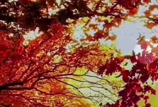 清水县文化馆启动云端绽放2025公共文化新媒体推广季