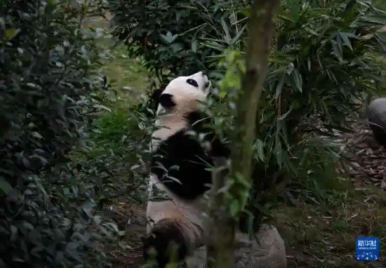 探秘熊猫乐园：国宝背后的科技与温情