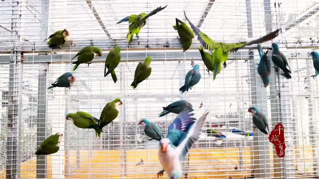 临沂特色产业腾飞 乡村振兴羽翼更丰