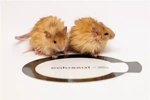 长毛猛犸鼠现身，猛犸象复活还远吗？