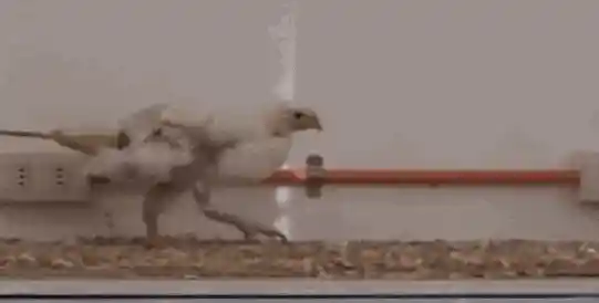 给鸡装上假尾巴，竟走出霸王龙步伐！揭秘背后惊人联系