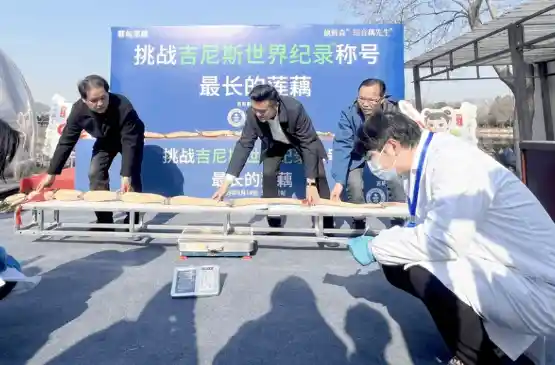 武汉惊现超3米莲藕！打破世界纪录，或将制成标本永恒留存