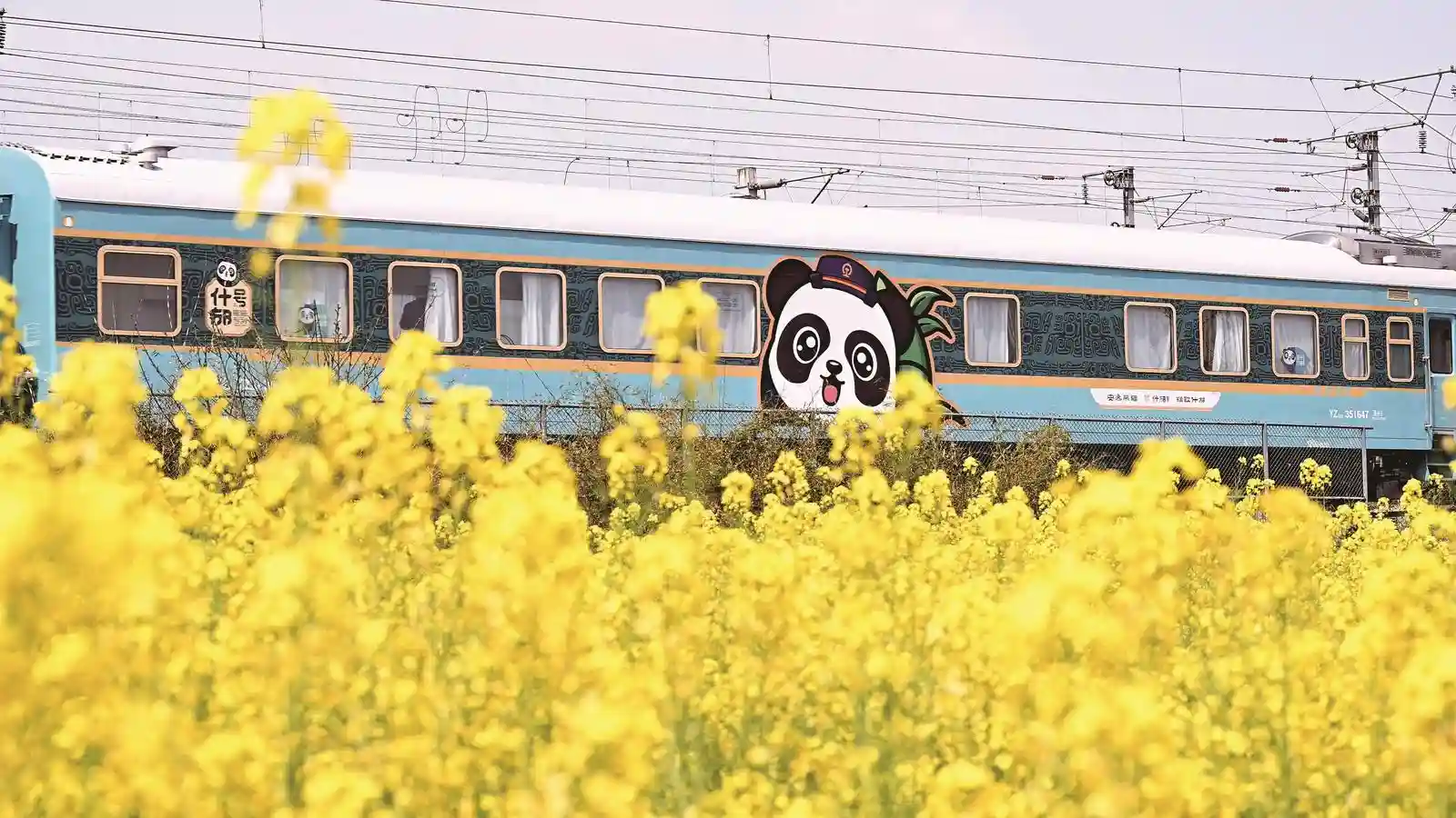 与熊猫同行：漫游山河的奇妙之旅