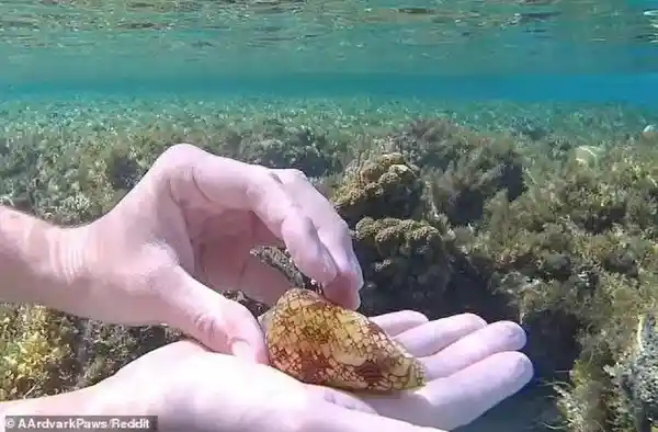 男子捡到神秘海螺把玩 网友惊呼：手握死亡倒计时！