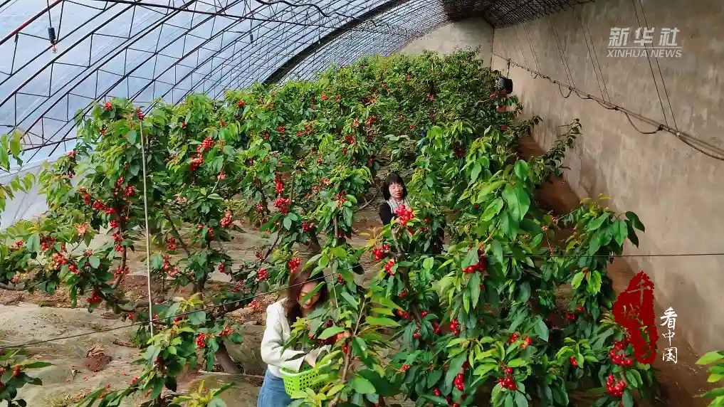 【千城百县看中国·寻味】内蒙古：大漠边疆的樱香秘境