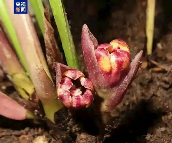 中越科学家联手揭秘：蜘蛛抱蛋属植物家族新增6位神秘成员！