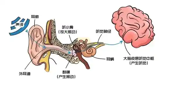 年轻人群突发性耳聋，发病率飙升3倍！听力危机正悄悄逼近