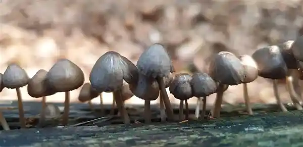 揭秘：这些蔬菜竟是大自然的鲜味密码，加水一煮鲜到起飞！