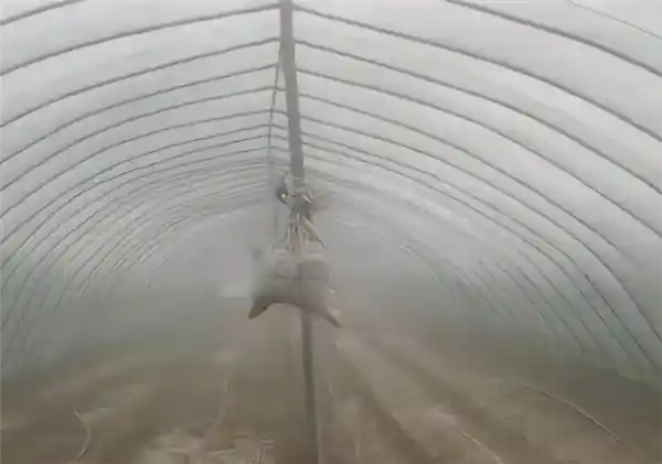 农户巧用自制沙袋阻尼器抗击狂风袭击，启发自上海中心大厦