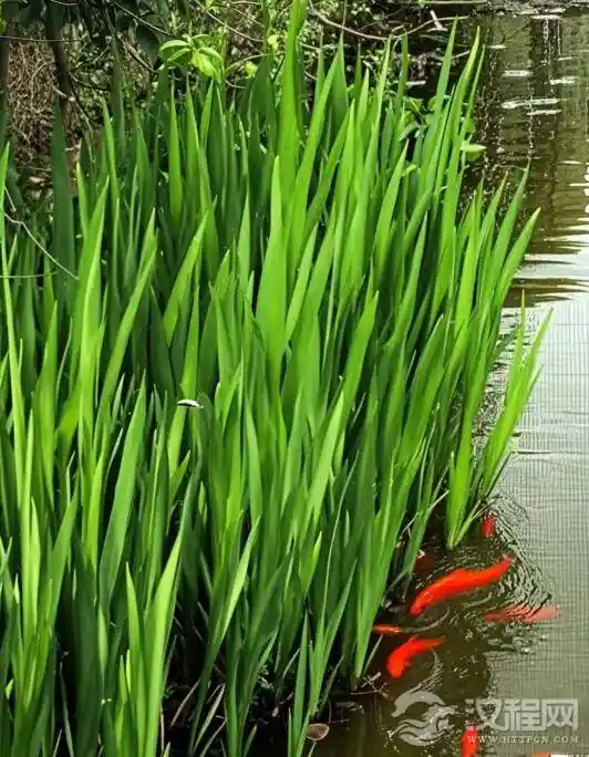 宋代奇招：菖蒲剑挂门楣竟成避瘟神器？