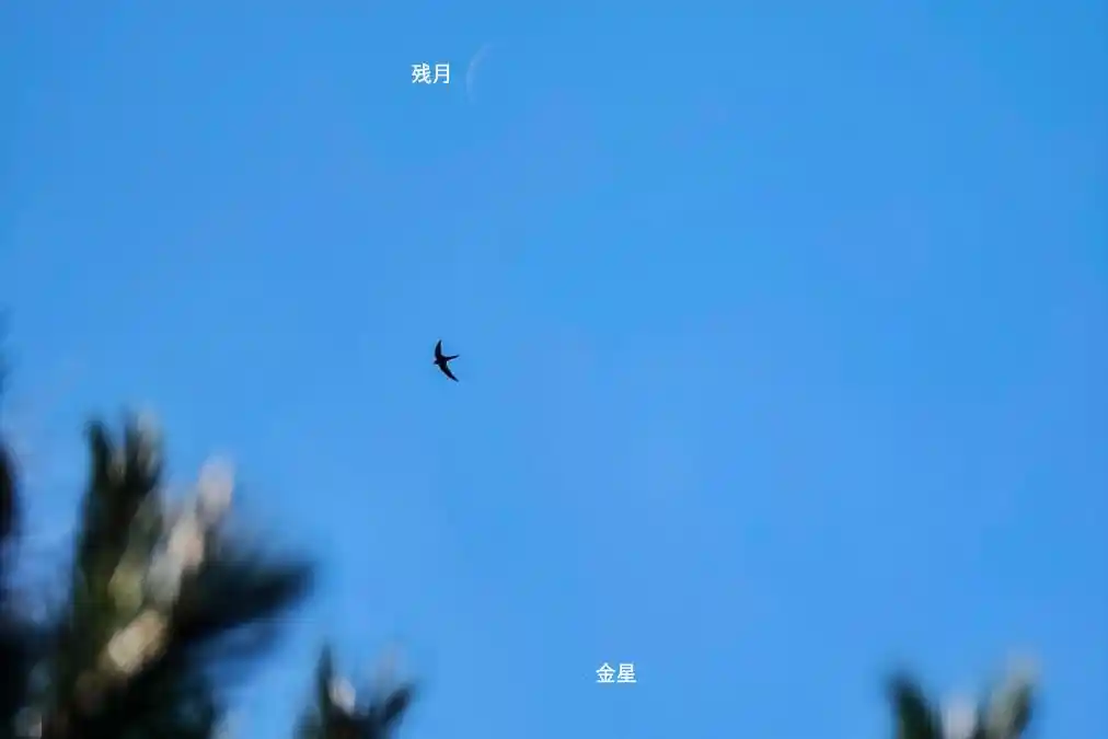 金星西大距与火星伴月点亮‘六一’儿童节夜空