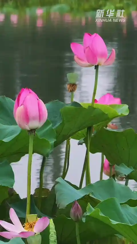 碧波映夏韵｜河北衡水湖美出新高度