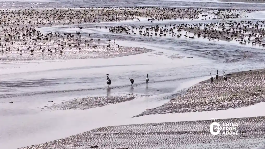 春潮涌动！内蒙古草原惊现万鸟春运奇观