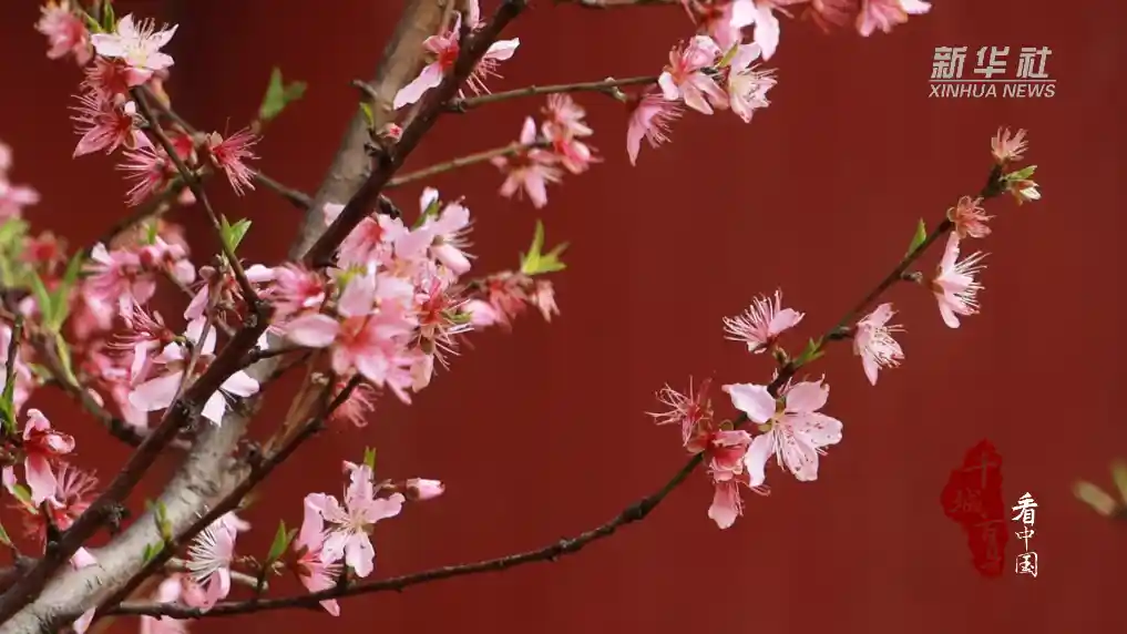 桃红映墙春意浓，双清花海引客来